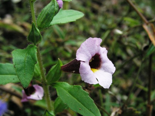 หญ้าดอกลำโพง Centranthera siamensis T. Yamaz.<br/>SCROPHULARIACEAE